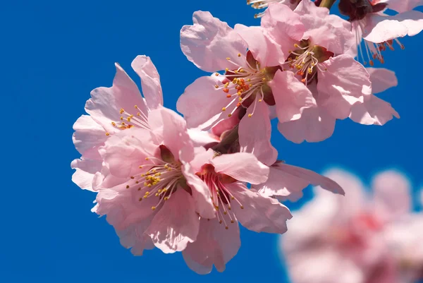 Flores de ciruela de cereza — Foto de Stock