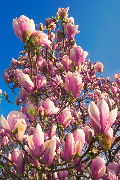 Blommande magnoliaträd i april — Stockfoto