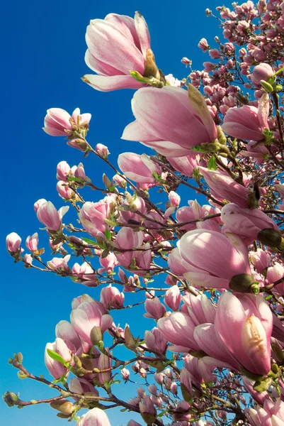Bloeiende magnoliaboom in april — Stockfoto