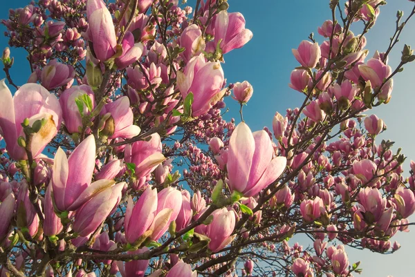 Virágzó magnólia fa, április — Stock Fotó