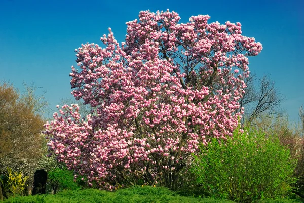 Árbol de Magnolia Floreciente en Abril —  Fotos de Stock
