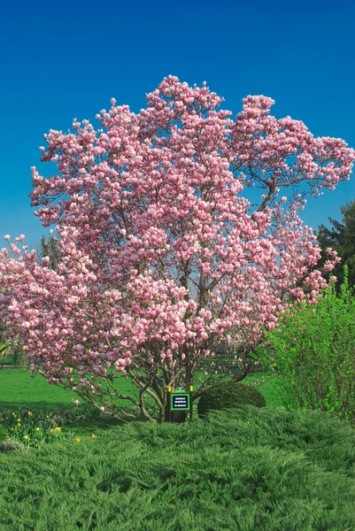 Árbol de Magnolia Floreciente en Abril — Foto de Stock