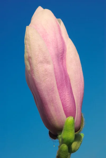 stock image Magnolia bud against blue sky