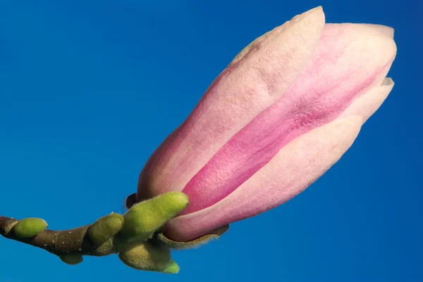 Brote de magnolia contra el cielo azul —  Fotos de Stock