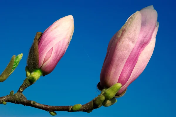 Magnolia twig against blue sky — Stock Photo, Image