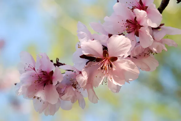 Galho de ameixa de cereja em flor — Fotografia de Stock