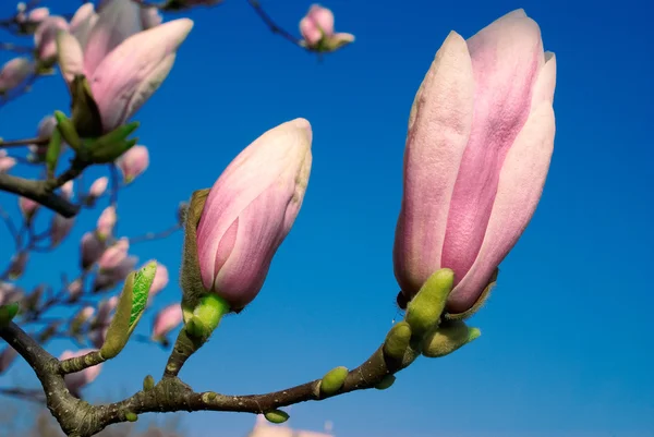 Magnolia twig against blue sky — Stock Photo, Image