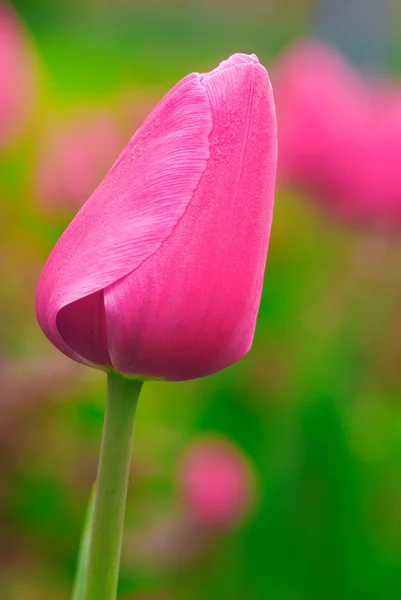 Bombilla de tulipán — Foto de Stock
