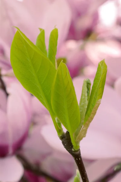 목련 잎 — 스톡 사진