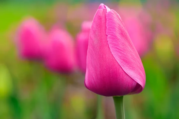 Цибулину тюльпана — стокове фото