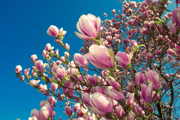 Árvore de Magnólia florescente em abril Fotos De Bancos De Imagens Sem Royalties