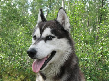 Köpek.