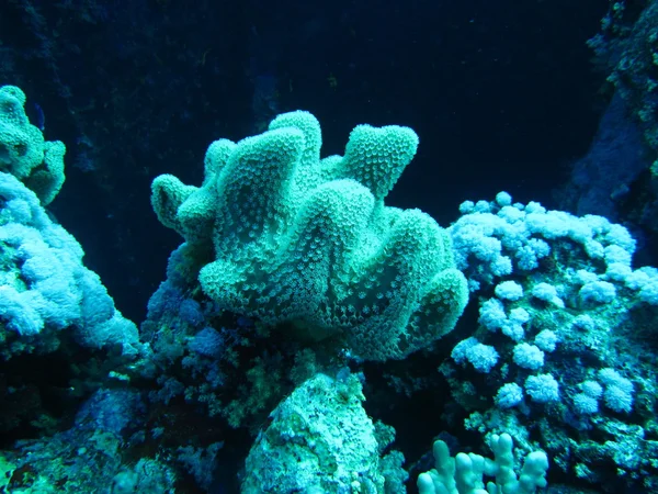 Korall — Stockfoto