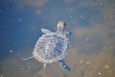 gölette turtle