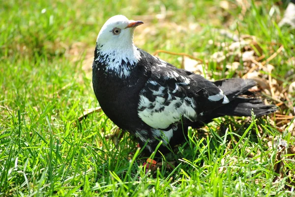 Pombo branco e preto — Fotografia de Stock