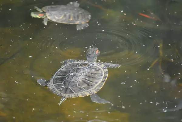 stock image Turtle in pond