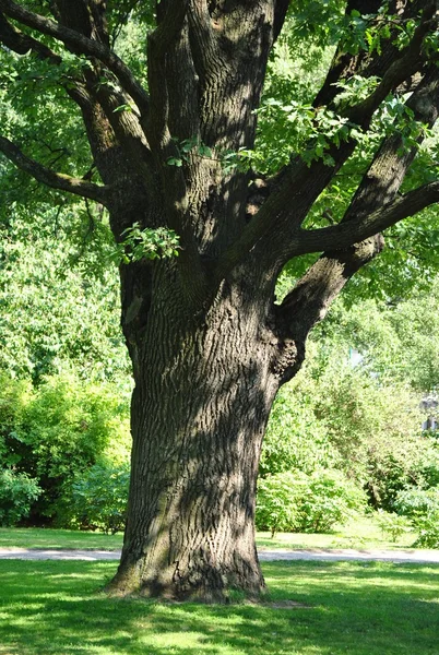 stock image Old Oak