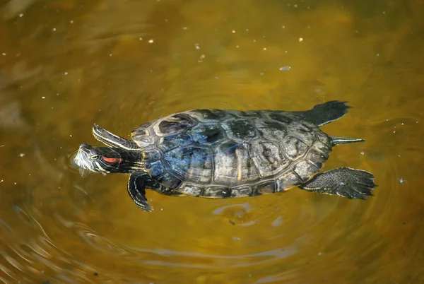 Stock image Turtle in pond