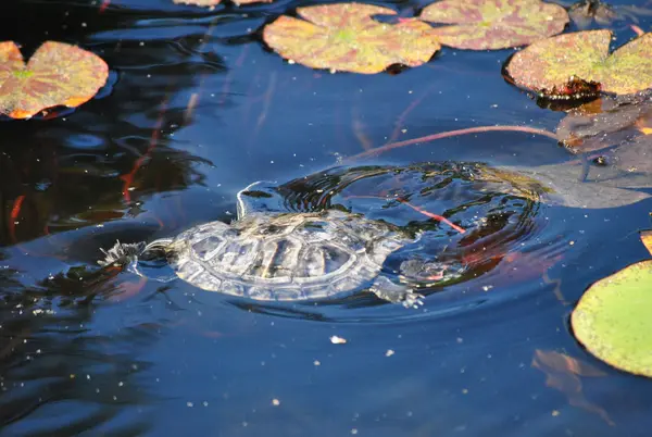 Turtle in pond — Stock Photo, Image