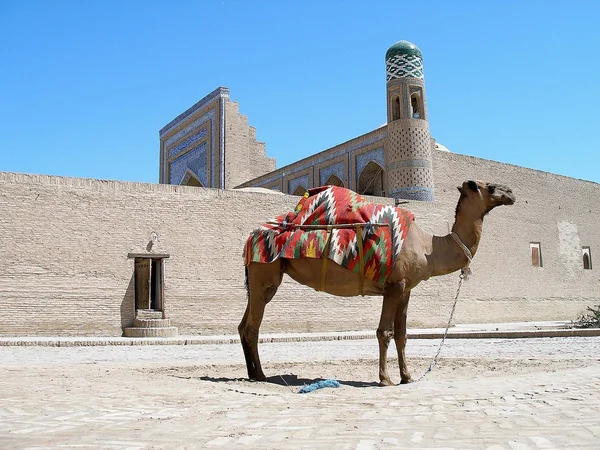 Kamel i khiva — Stockfoto