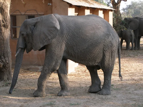 Elefant auf einem Campingplatz — Stockfoto