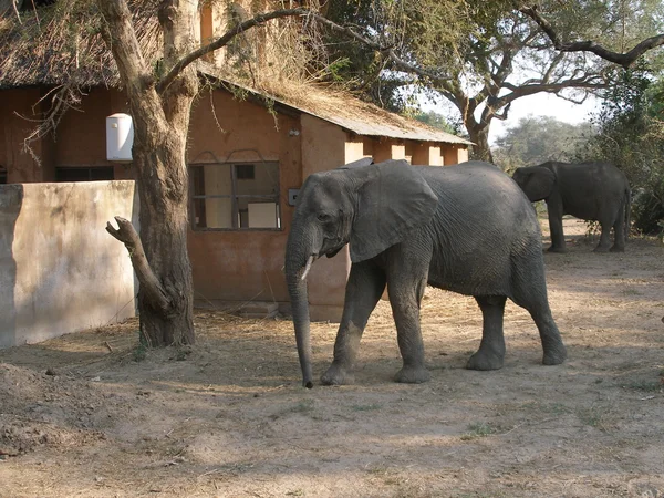Elefant auf einem Campingplatz — Stockfoto