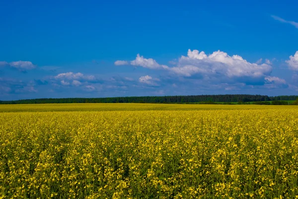 Yellow blossoming field — Stock Photo, Image