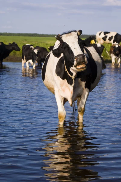 Vaca en el agua — Foto de Stock