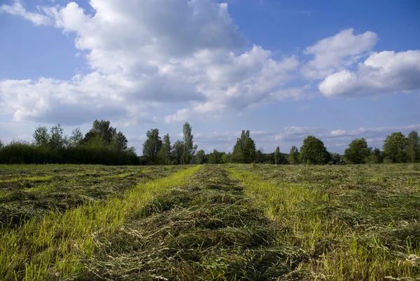 Field with oblique hay — Stock Photo, Image