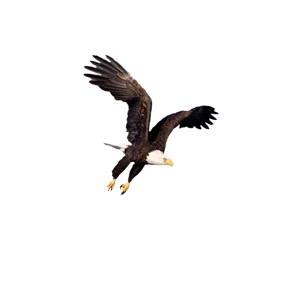 在飞行上白色隔离的秃头鹰 — 图库照片
