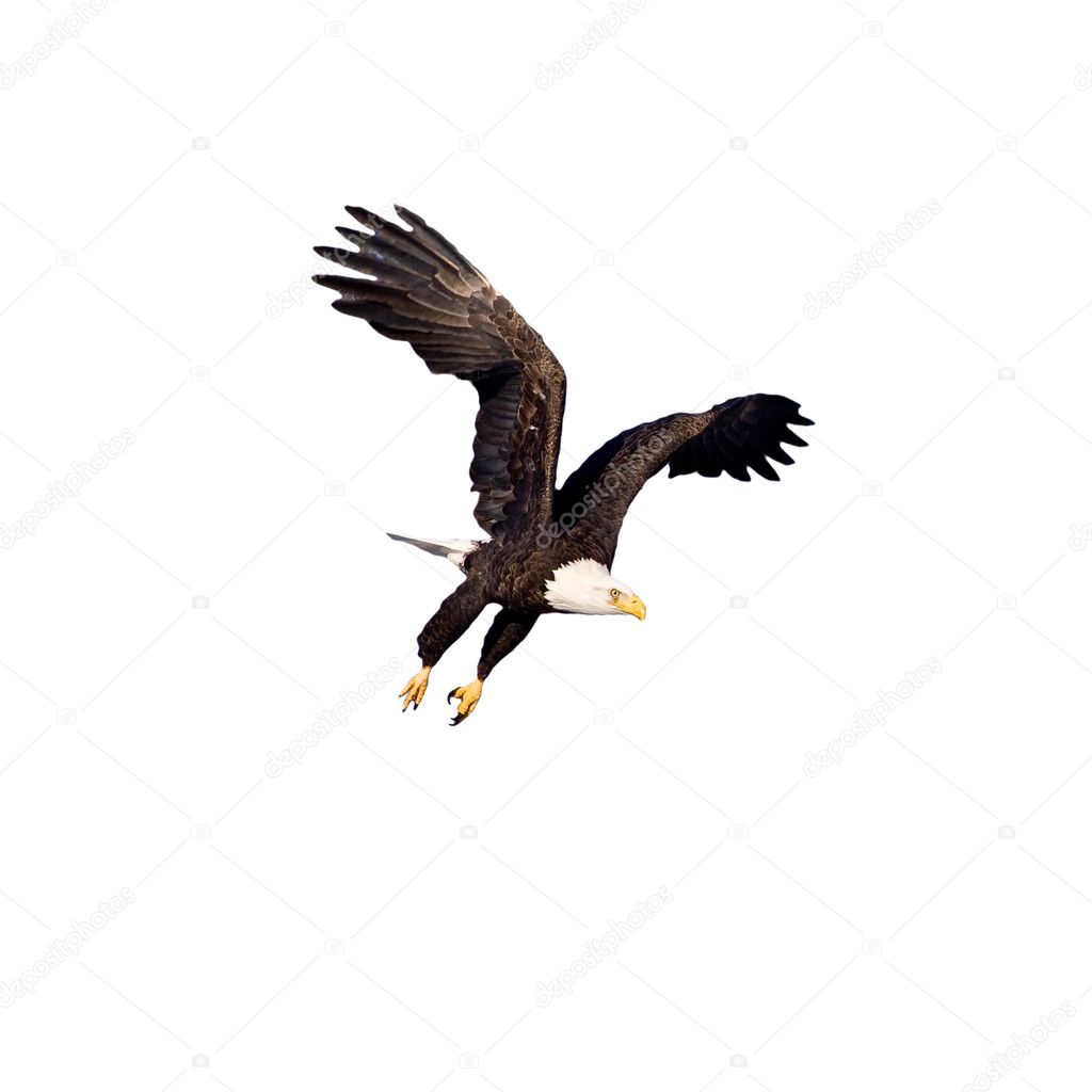 Bald Eagle in flight isolated on white