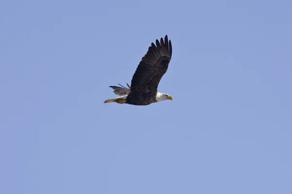 Лысый орел в полете изолирован на голубом — стоковое фото