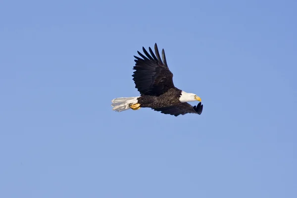 Bald eagle in vlucht geïsoleerd op een blauw — Stockfoto