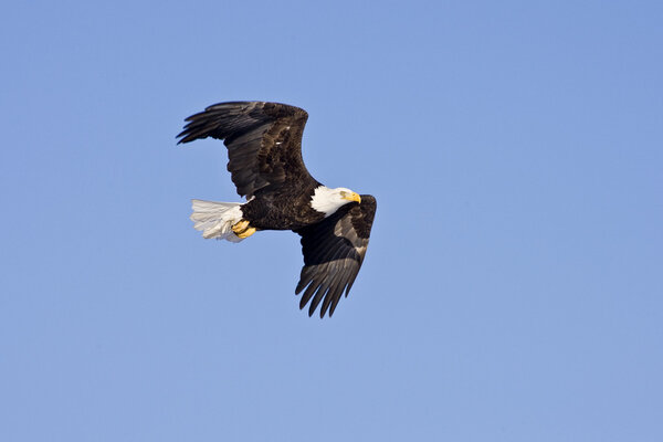 Bald Eagle in flight isolated on a blue