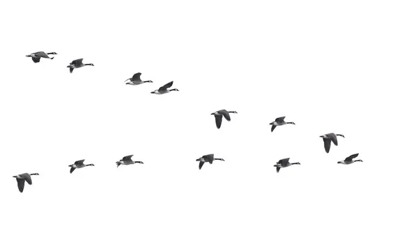 Fliegende Gänse in V-Form isoliert — Stockfoto