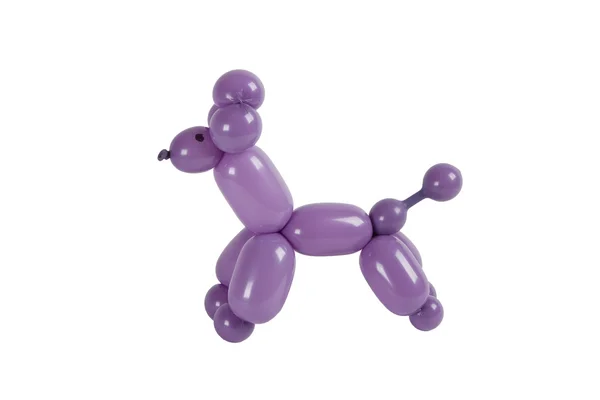Balonu zwierząt fioletowy skręcone pudel — Zdjęcie stockowe