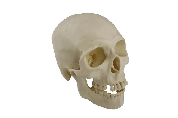 Модель черепа человека — стоковое фото