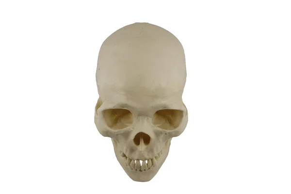 인간의 두개골 모형 — 스톡 사진