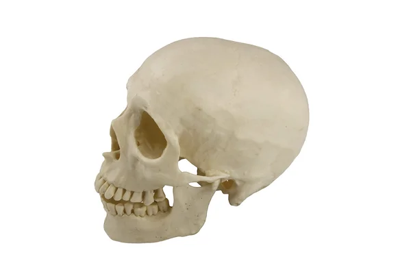 人类头骨模型 — 图库照片