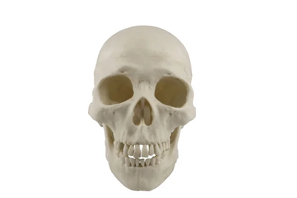 Модель людського черепа — стокове фото