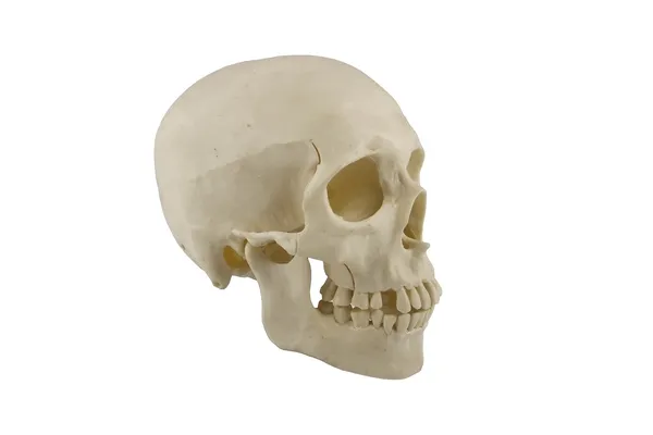 人类头骨模型 — 图库照片
