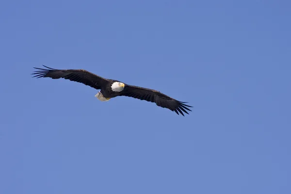 Aquila calva in volo isolata su un blu Foto Stock Royalty Free