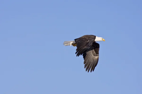 Águila calva en vuelo aislada sobre un azul Fotos de stock libres de derechos