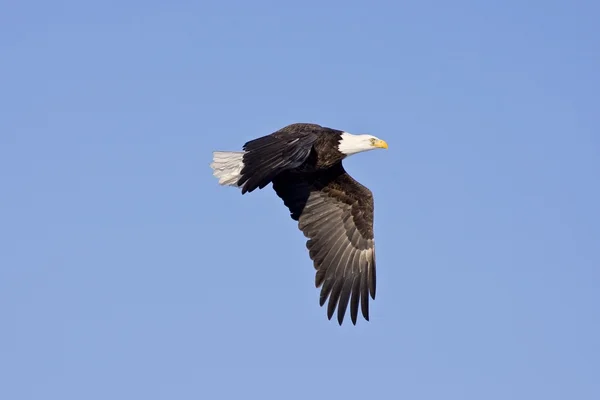 Aquila calva in volo isolata su un blu Immagini Stock Royalty Free
