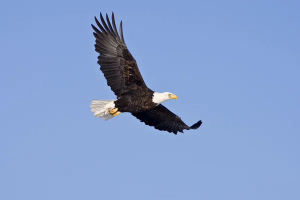 Φαλακρός αετός κατά την πτήση που απομονώνονται σε ένα μπλε Φωτογραφία Αρχείου
