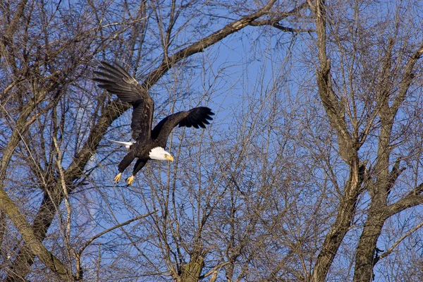 Aquila calva in volo attraverso gli alberi Foto Stock Royalty Free