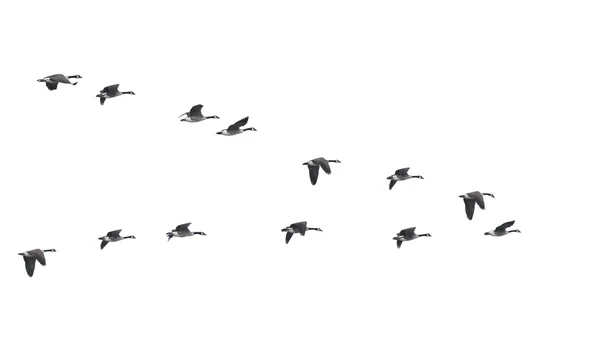 Gansos voladores en forma de v aislados Imagen de archivo
