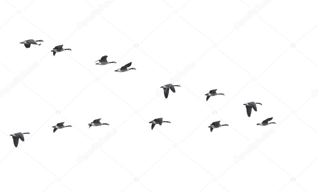 Flying geese in v shape isolated