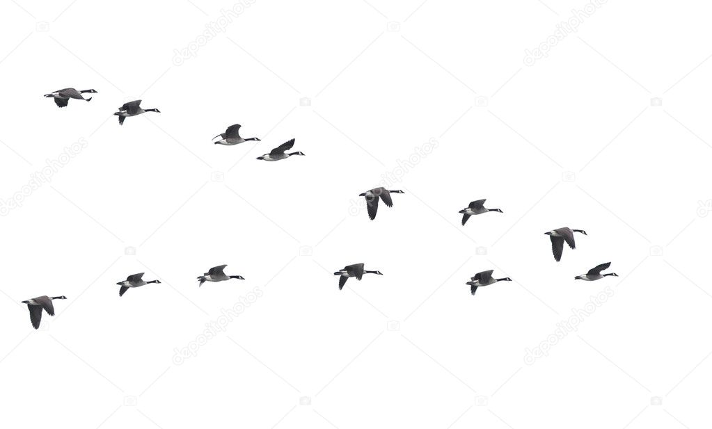 vliegende ganzen in vvorm geïsoleerd — Stockfoto © Funniefarm5 2817099