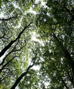 Ashridge trees overhead clipart